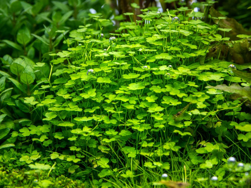 Kleinblättriger Wassernabel - Hydrocotyle tripartita ´Mini´ in vitro